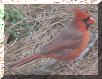 juvenile cardinal photo, click to enlarge